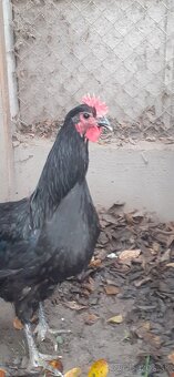 Kohúti-Australorp - 4