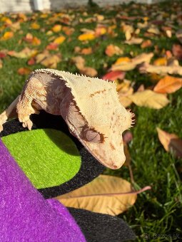 Pagekon riasnatý / Crested gecko - 4