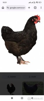 Kuriatka -kuričky - 4