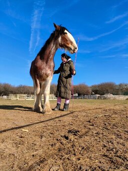 Clydesdale , Shire - 4
