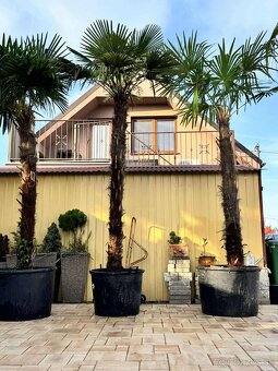 Trachycarpus fortunei – Mrazuvzdorná palma / ešte krasne 3ks - 4