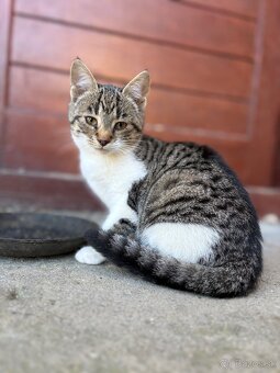 Darujem mačiatko - 4