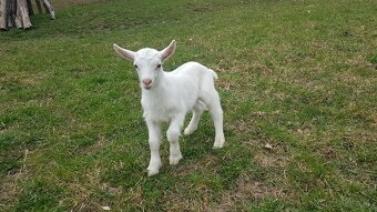 Predám kozliatka - 4