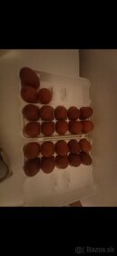 Násadové vajcia Maránska medenokrká - 4