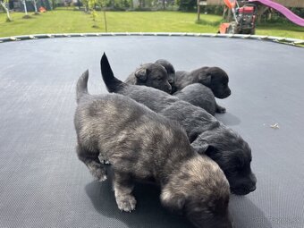Šteniatka labradora - 4