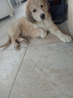 Čuvač a.kangal - 4