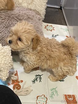 Šteniatka maltipoo na predaj, cavapoo toy pudel - 4