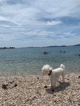 Maltezak hlada lasku (na krytie) - 4