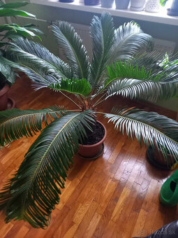 Predam palmu Cycas revoluta - 4