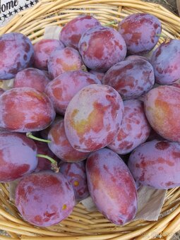Slivky bez chemického postreku 2 € za kg - 4