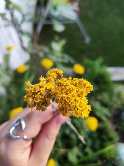 🌻Kytička sušených žltých slameničiek - 4