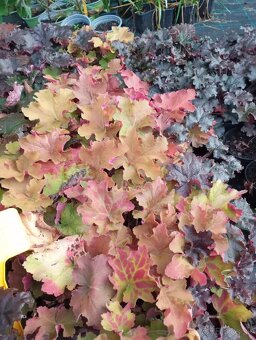 Vavrinovec NOVITA 70-80cm - 4