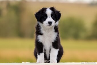 Austrálsky ovčiak s pp - 4