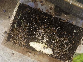 Darujem mláďatá Slimáka afrického - 4