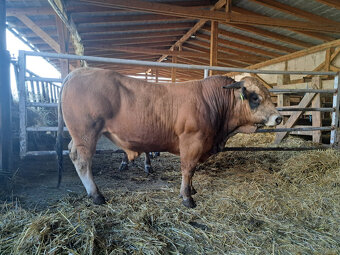 Plemenný býk Aubrac - 4