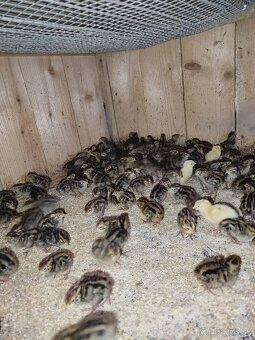 Japonské prepelice - 4