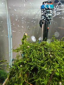 Akcia-Mini ampulária špirálová - Asolene spixi - 4