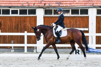 Kludna kobyla do sportu rodziny - 4