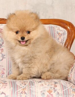 Pomeranian - 4