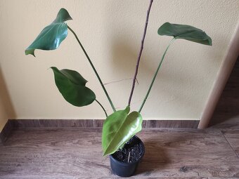 MONSTERA DELICIOSA - 4