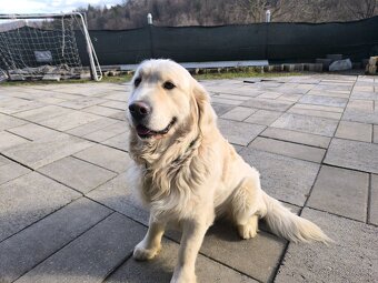 Zlatý retriever na predaj. - 4