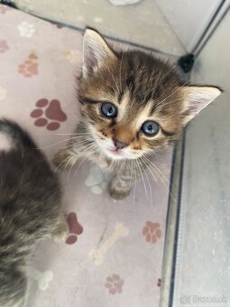 Darujem 3 rozkošné mačiatka – len do dobrých rúk 🐾 - 4