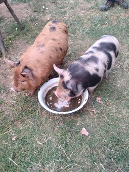 Kune Kune - 4