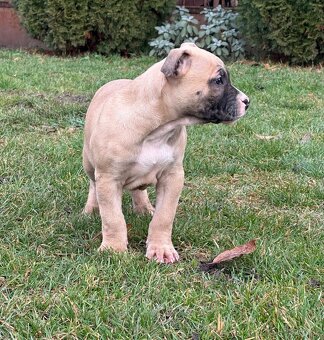 Čistokrvné staford šteniatka pod vianočný stromček. - 4