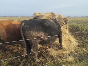 Plemenny byk angus - 4