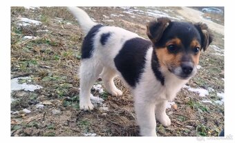 Predám šteniatko - 4