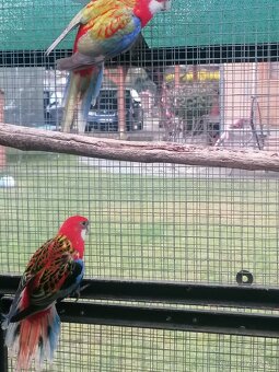 Rozela pestrá červená - 4