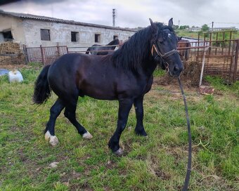 Predám Ťažného Žrebca - 4