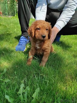 Mini goldendoodle - 4