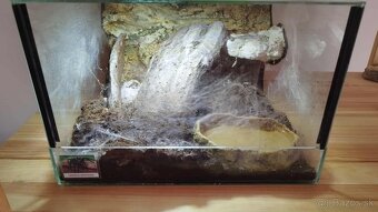 🕷️Predam vtackara Lasiodora parahybana s terariom - 4