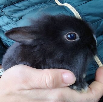 Zakrslý králik - 4