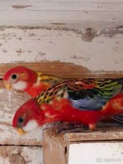 Rozela pestrá červená - 4