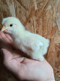 Kuriatka dominant - 4