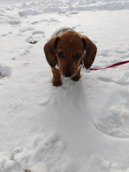 Jazvečík trpaslici - 4