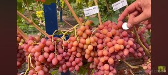 Predám sadenice viniča - 4