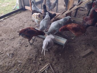 Kohut cream legbar, araucana predám - 4