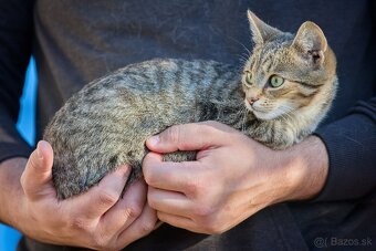 Darujem zachránené mačiatka - ryšavé, tigrované - 4