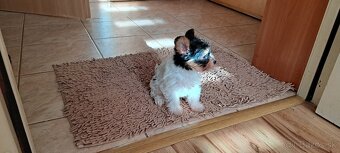 Yorkshire terier biewer - 4