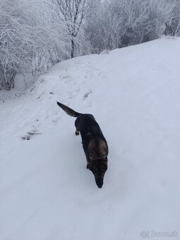 Nemecký ovčiak - 4