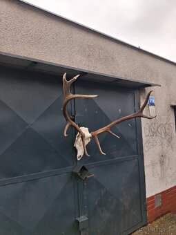 Trofeje, parožie - 4