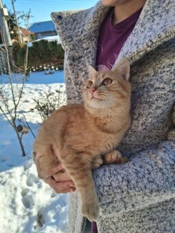 Darujem mačičky - 4