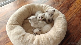 Ragdoll - 4