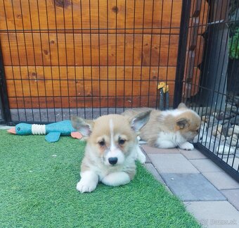 Welsh corgi - 4