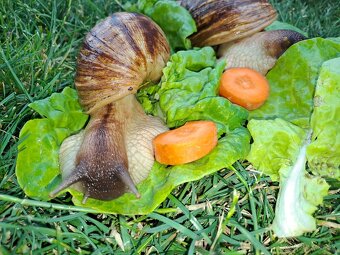 AFRICKÝ SLIMÁCI LISSACHATINA RETICULATA  VEĹKÉ JEDINCE - 4