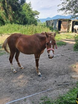 Predám pony kobylku 2rocnu kľudnej povahy - 4