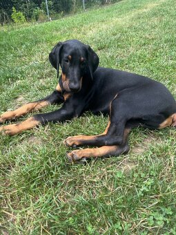 Doberman šteniatko-Psik - 4
